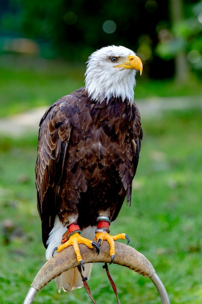 Portrait of a bald eagle in nature