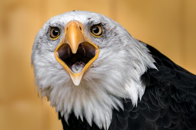 Portrait of Bald eagle