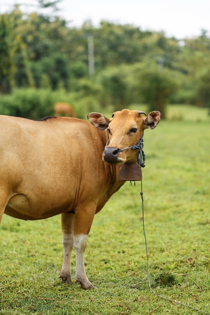 Mucca marrone di colore di balinese del ritratto che pasce in un prato.