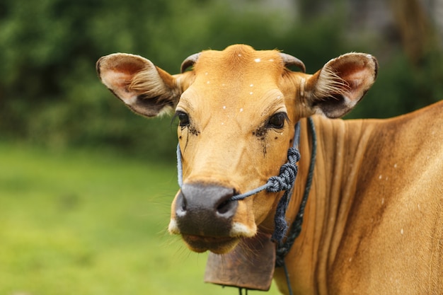 Mucca marrone di colore di balinese del ritratto che pasce in un prato.