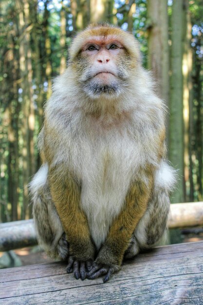 Photo portrait of barbary macaque