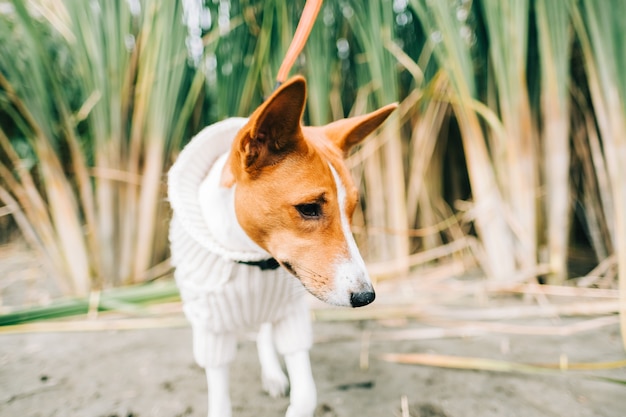 Portrait of basenji dog in the reeds on river shore.