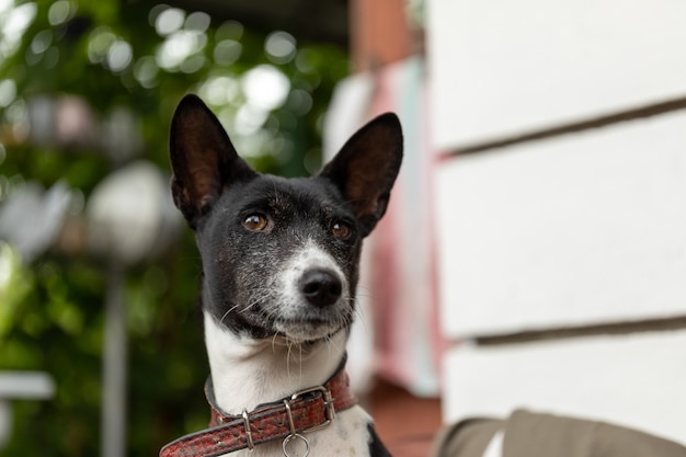 Portrait of a basenji dog