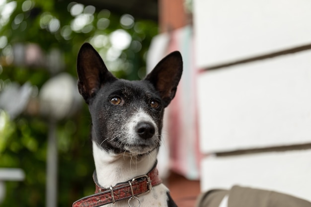 Basenji 강아지의 초상화