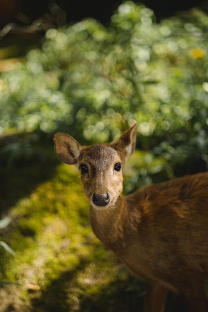 Foto un ritratto di cervi bawean