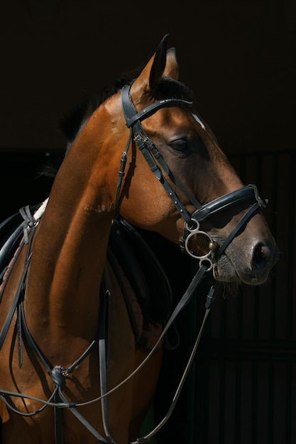 Photo portrait of a bay horse in ammunition on a black background