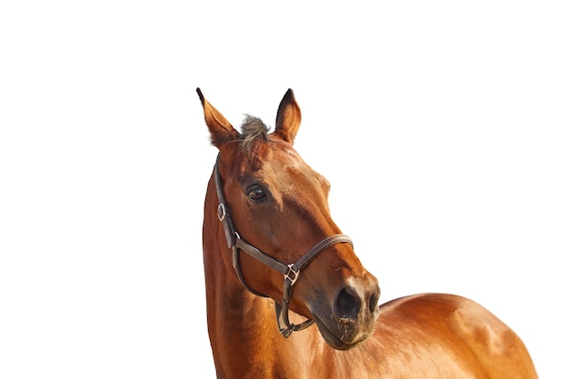 Портрет гнедой лошади в кожаном коричневом поводке на белом фоне