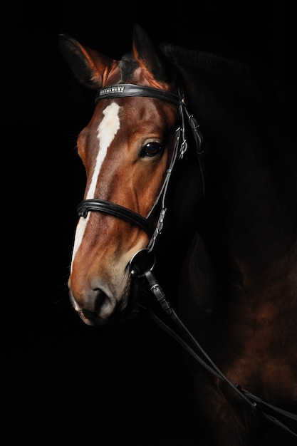 Portrait of a bay horse