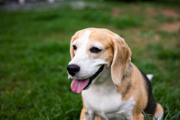 Portrait of beagle on the backyard Cute Puppy walking on the grass nature background Dog and pets concept