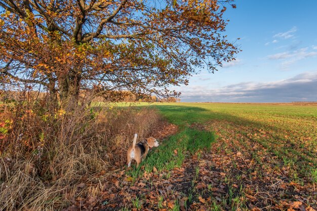 黄色の葉を持つ美しい秋のオークのビーグル犬の肖像画。秋の日の散歩のビーグル犬