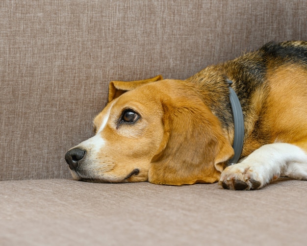 Portrait of beagle dog female lying on sofa at home