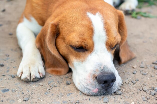 Portrait of beagle dog lying on ground with sad muzzle pet is\
waiting for its owner and is sad