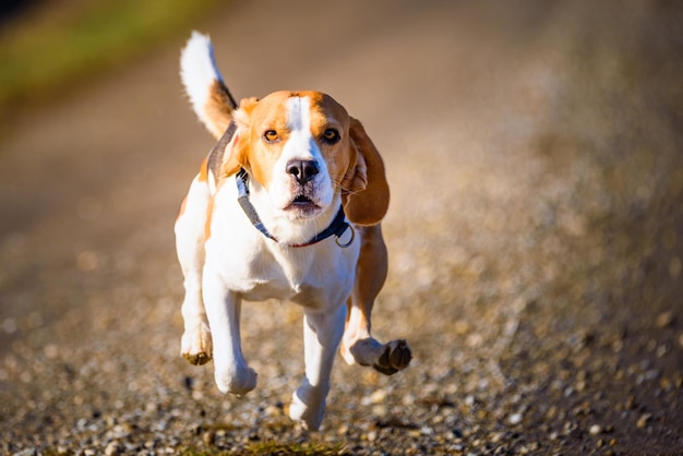 Foto ritratto di un cane beagle che corre sul sentiero