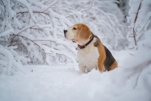 Foto ritratto di un cane beagle per una passeggiata in un parco invernale innevato