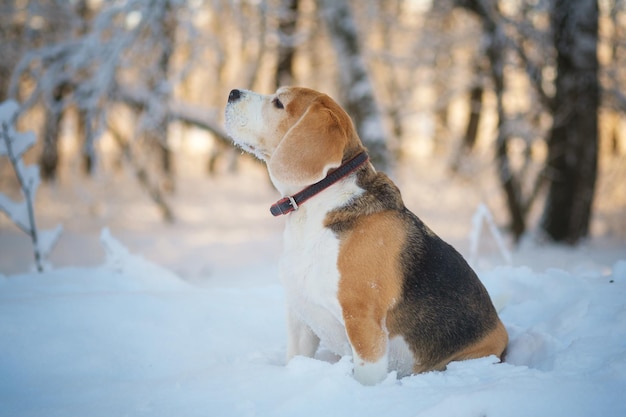 Portrait of a beagle dog for a walk in a snowy winter park