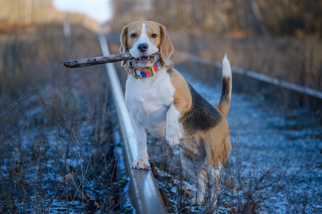 散歩中のビーグル犬の肖像画