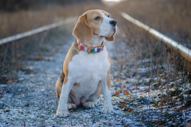 Ritratto di un cane beagle in una passeggiata