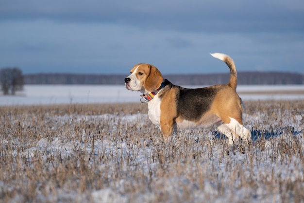 散歩中のビーグル犬の肖像画