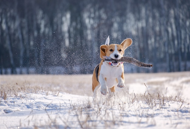 Portrait of a Beagle dog on a walk