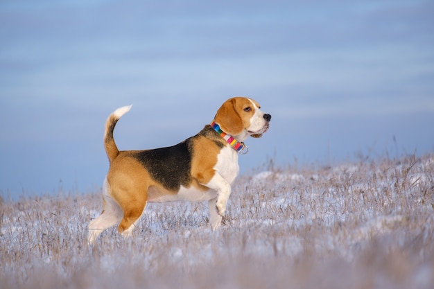 散歩中のビーグル犬の肖像画