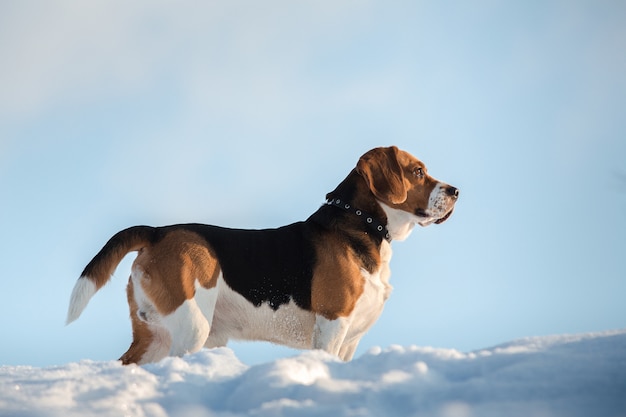 Portrait of a Beagle dog in winter, sunny day