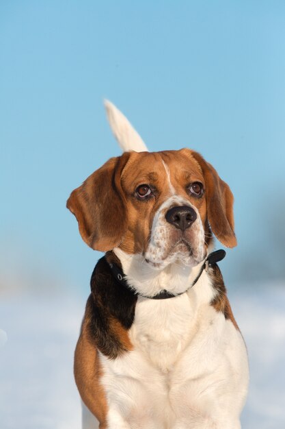 Portrait of a Beagle dog in winter