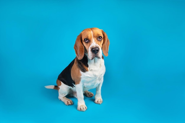 Ritratto di un beagle guardando la telecamera su sfondo blu