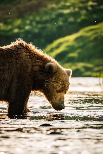 Foto ritratto di un orso che beve acqua