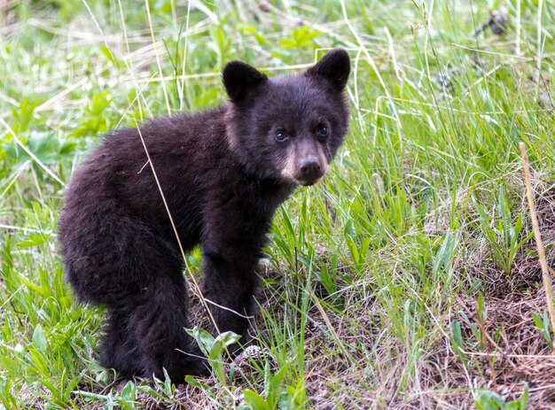 Portrait of bear on field