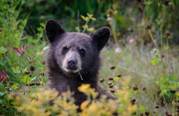 野原でのクマの肖像画