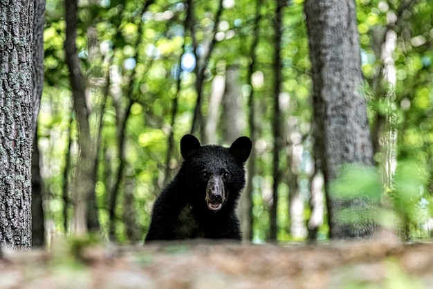 森の中のクマの肖像画