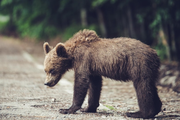 野外でのクマの肖像画