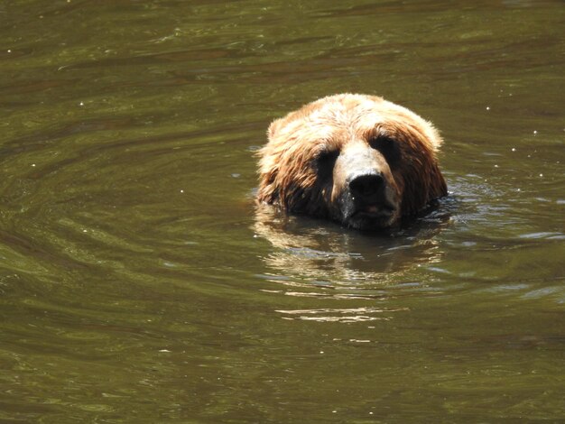 Foto ritratto di un orso che nuota in acqua