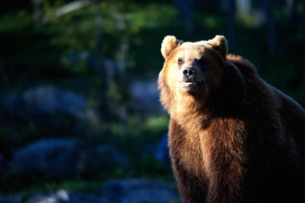 Photo portrait of a bear