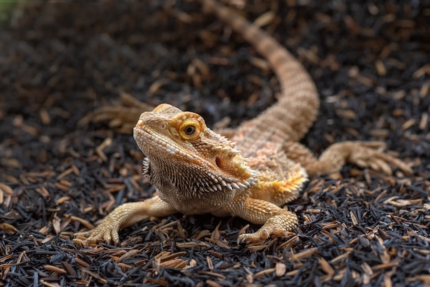 Portrait of  a bearded dragon lizard