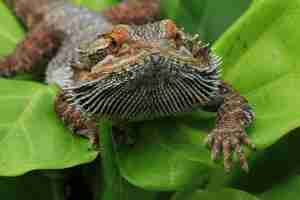 Photo portrait of a bearded dragon lizard