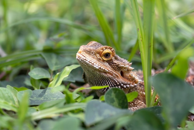 Foto ritratto di un drago barbuto