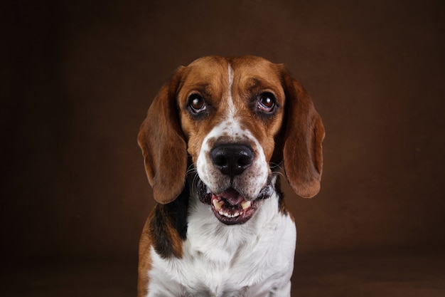 Portrait of beautiful american beagle dog