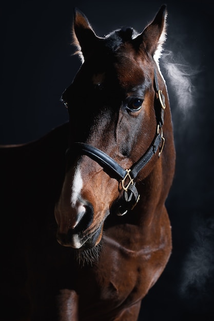 Portrait of beautiful bay horse on dark wall