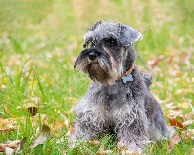 芝生の芝生に座っている美しいひげを生やした灰色のミニチュアシュナウザー犬の肖像画、選択的な焦点。空の骨のアドレスタグが付いた首輪の犬