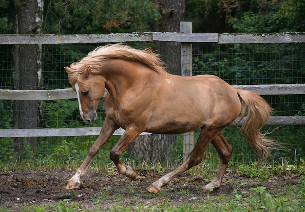 Foto ritratto di bellissimo stallone bielorusso di imbracatura.