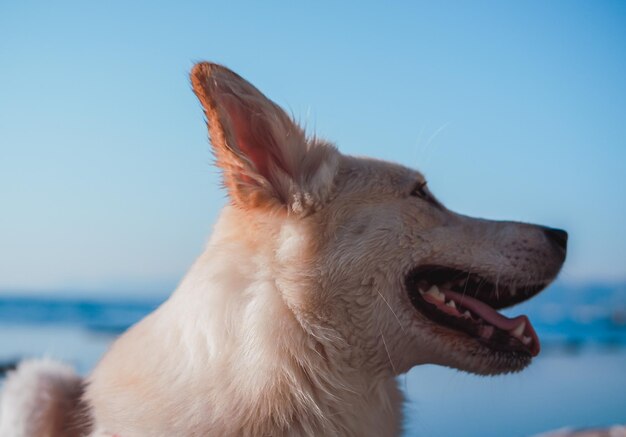 Portrait of a beautiful big white dog on the background of the sea, a dog on a walk