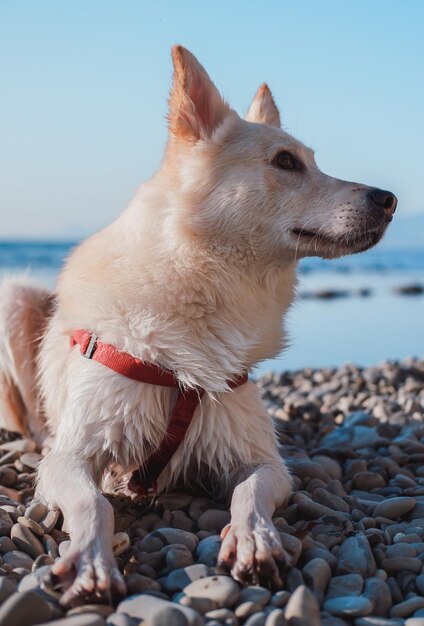 海の背景に美しい大きな白い犬、散歩中の犬の肖像画