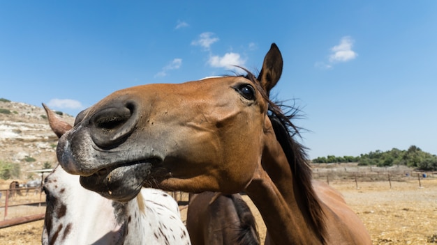 Portrait of beautiful brown horse on a farm of Cyprus 2020