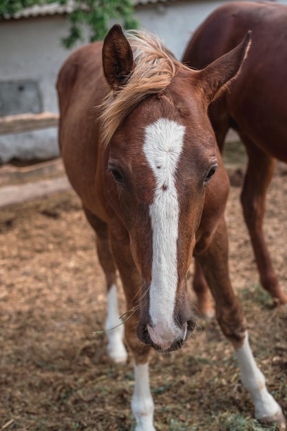 Портрет красивой коричневой лошади