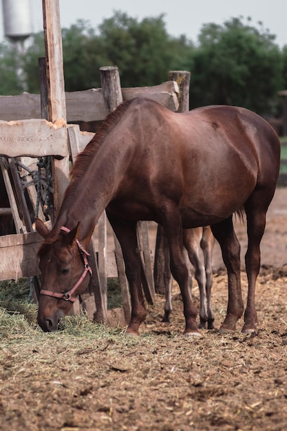 Portrait of a beautiful brown horse