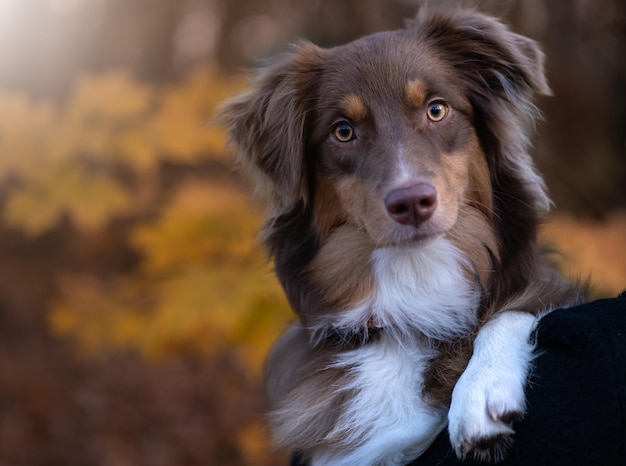 Photo portrait of a beautiful brown and white domestic australian shepherd dog staring at the viewer