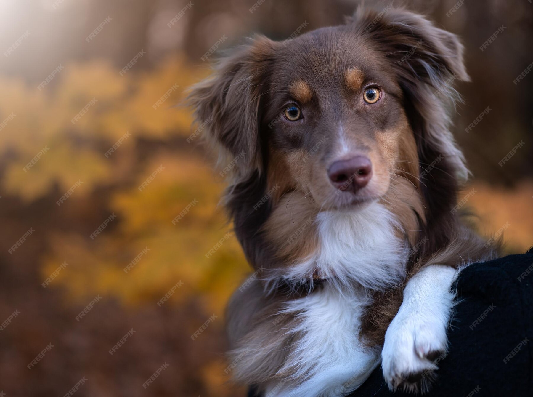 Premium Photo Portrait of a beautiful brown and white domestic australian shepherd dog staring