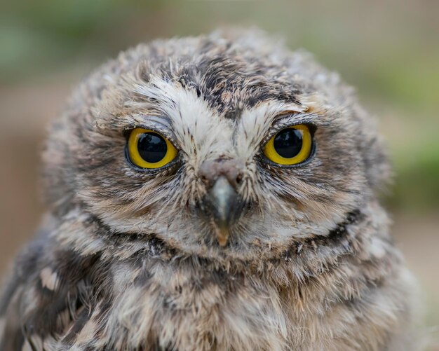 아름다운 Burrowing 올빼미(Athene cunicularia)의 초상화.