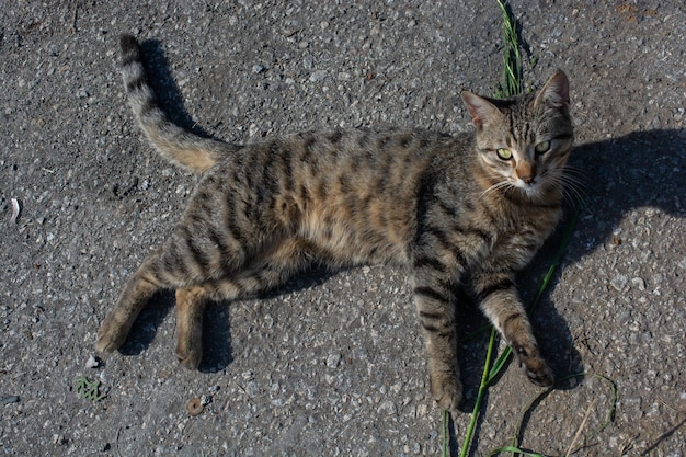 Portrait of beautiful cat as domestic animal